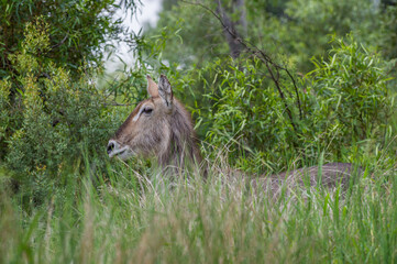 Fototapeta premium Female Waterbuck in the Bush