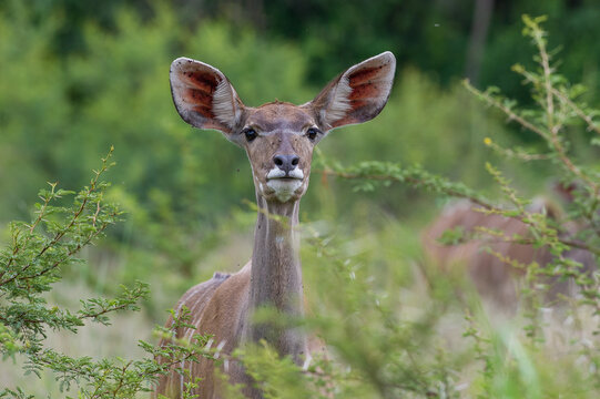 Female Kudu in the Bushveld
