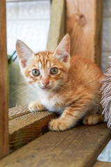 A cute orange Chinese pastoral cat, kitten, domestic cat