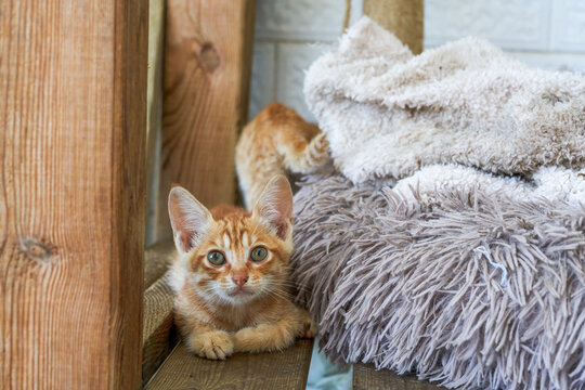 A cute orange Chinese pastoral cat, kitten, domestic cat