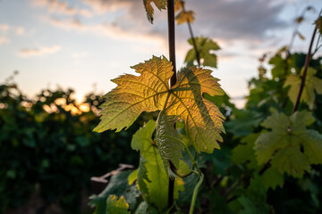 Obraz premium vine leave