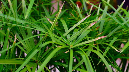 close up of green grass