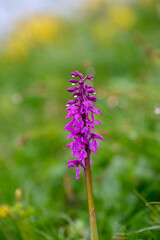 wonderful pink wildflower in the Bernese Alps