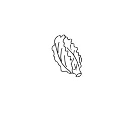 Cabbage drawn in a vector