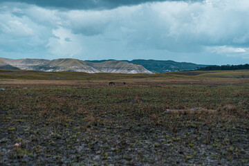 lavender field in region