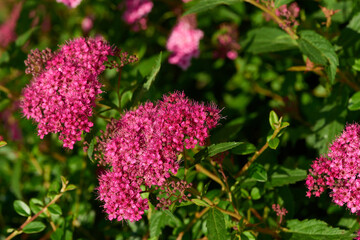 Sommerspiere, Japanischer Spierstrauch (Spiraea japonica)