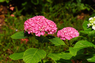 Hortensia (Hydrangea macrophylla). Family Hydrangeaceae. Flowering in the summer in a Dutch garden,...