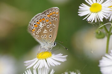 Fototapeta Motyl na kwiecie ,wielobarwny motyl ,owad , flora i fauna obraz