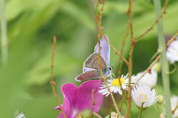 Fototapeta Motyl ,motyl na kwiecie ,flora i fauna ,kolorowy motyl obraz