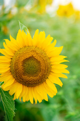 Sunflower on the background of a summer sunflower field. Shiny yellow sunflower in an abundance plantation field on a sunny summer day