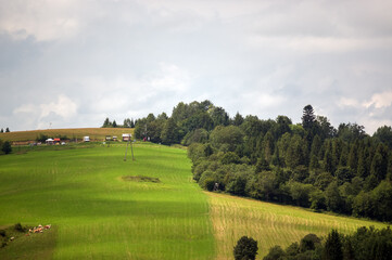 Widok oświetlonej polany z różnymi gatunkami drzew 
 i zabudowaniami w ciepłych zielonych kolorach	