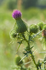 flower milk Thistle close-up.
