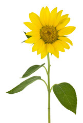 Obraz premium Sunflower isolated on a white background.