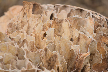 a close-up of the inside of an african elephant skull showing honeycomb bone structure of the air cavities, Kenya