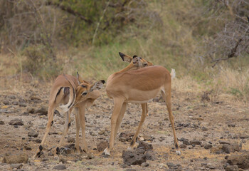 two impalas simultaneously gently cleaning and grooming their backs in the wild Meru National Park, Kenya