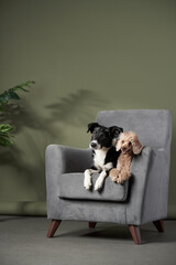 two dogs on the chair. Border collie and poodle indoors