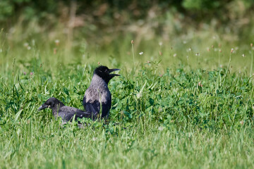 Nebelkrähe mit Jungtier, Aaskrähe (Corvus corone) 