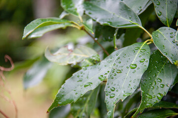 Green Leaves With Water Drops