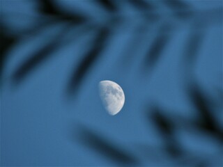Magical photo of the Moon through the leaves of a tree at night.
