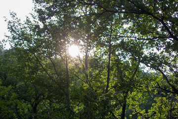 sun shining through trees