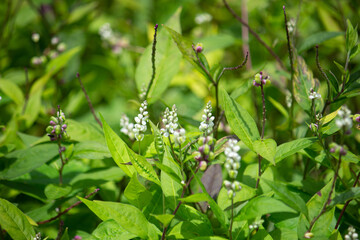 ヒロハセネガの花　生薬名:セネガ  学名：Polygala senega var.latifolia