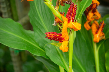 ブラキキルム・ホースフィエルディイ 学名： Brachychiton horsfieldii ジャワ島原産
