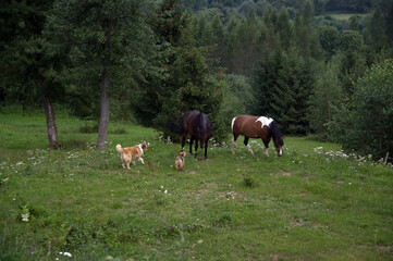 Dwa psy atakujące pasące się konie na górskiej polanie	
 - obrazy, fototapety, plakaty