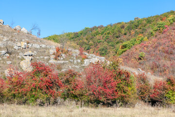 Bushes with red berries growing on the hills . Canyon nature in the autumn 