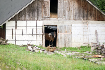 Drewniana stodoła stajnia z dwukolorowym koniem w drzwiach wrotach - obrazy, fototapety, plakaty