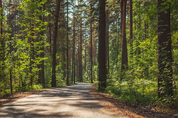 An asphalt road through a pine forest. Evening light.