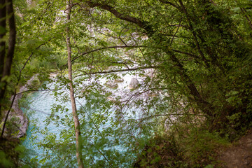 forest in the morning