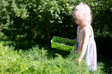 Fototapeta na wymiar Blonde toddler girl gathering herbs in the garden. Countryside, outdoors, summer day