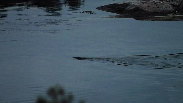Overhead view of a beaver swimming across a lake at night