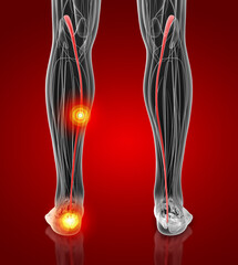 3d rendering medical  illustration of the plantaris