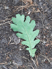 oak leaf on the ground