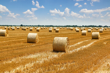 Crop wheat rolls of straw in a field, after wheat harvested in agriculture farm, landscape rural scene, bread production concept, beautiful summer sunny day clouds in the sky