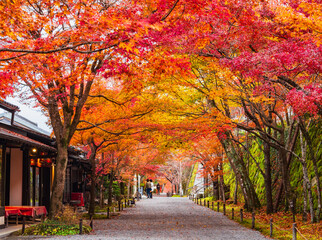 秋の京都　三千院　参道