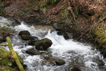 waterfall in the forest