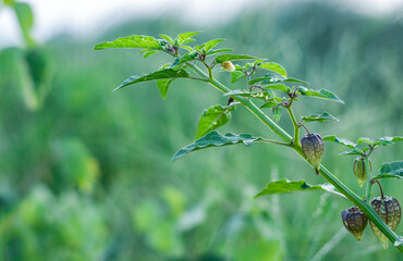 Organic raw cape gooseberry or ground cherry on a small tree close