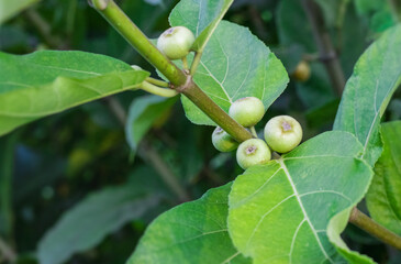 Raw common fig fruit close up in the garden with leaves