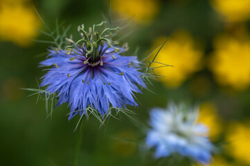 Closeup of  beautiful blue black cumin, black caraway or Nigella sativa flower in the garden