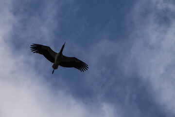 Storch Störche Storchenflug Weißstorch Himmel Uehlfeld