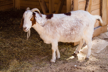 Wildpark Bauernhof Ziege Ziegenbock Haustier Nutztier Hörner Heu Stroh Natur Wald 