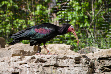 Wildpark Vogel Schwarz Vogelvoliere Natur Wald 