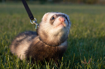 Cute ferret male portrait in outdoor. Close up of sweet adult ferret as pet. Black sable ferret.