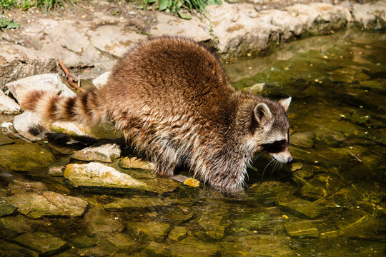 Wildpark Waschbär Racoon Fluss Waschen Natur Wald 