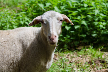 Schaf Schäflein Wildpark Haustier Lamm Lämmlein