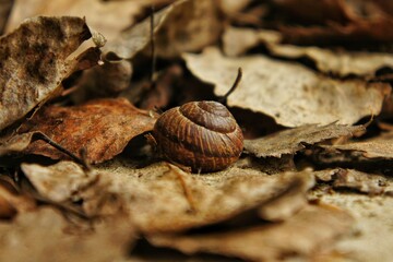 Small brown snail sits in dry yellow and brown autumn leaves
