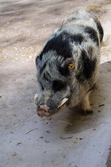 Schwein Keiler Stoßzähne Hängebauchschwein Wildpark