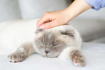 Lazy  scottish fold  cat with womans hand on a gray background. World Pet Day. Female hand stroking a sleeping  beige cat .